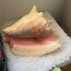 Large Pink Interior Conch Shell